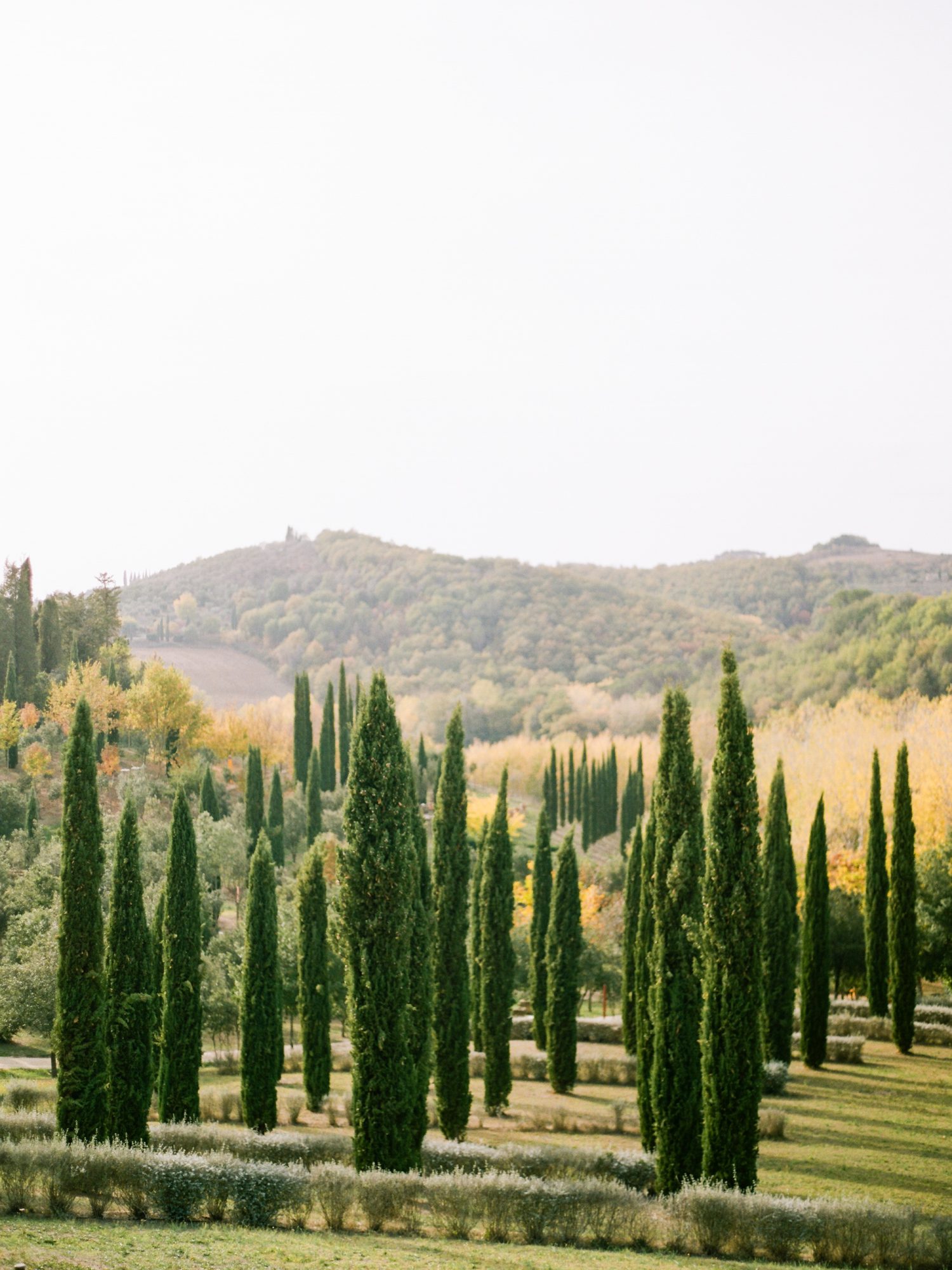Cypress trees in Tuscany. Photo by Rachel Havel